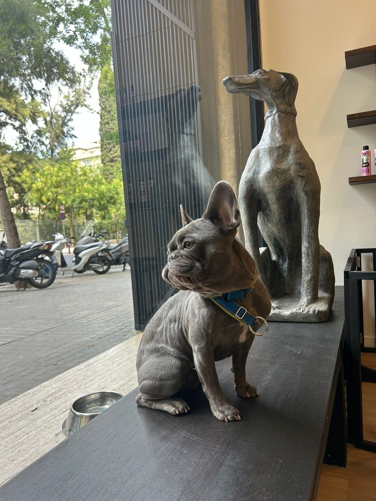 Bulldog francés junto al escaparate de Fochiko