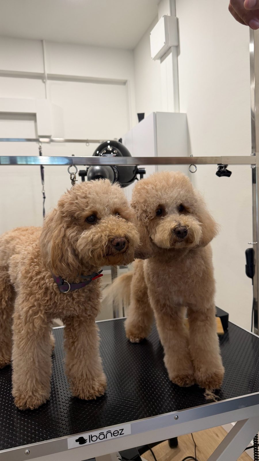 Dos caniches recién peluqueados en Fochiko