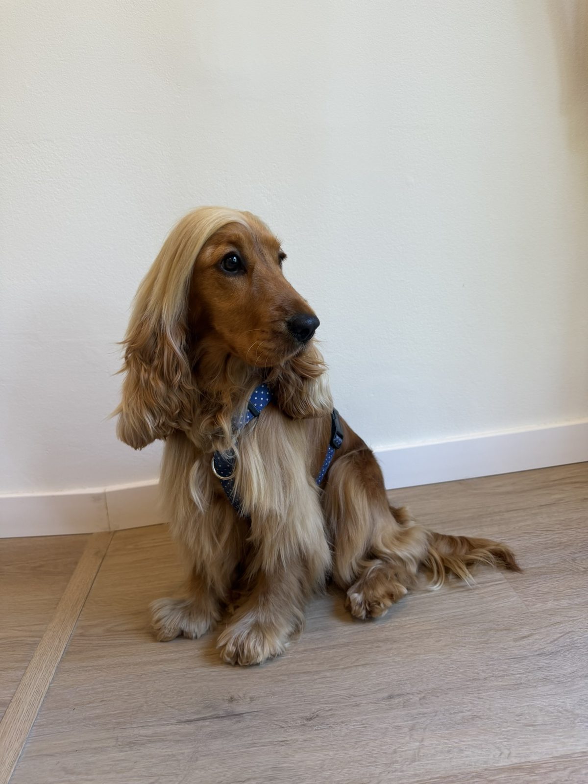 Retrato de un cocker spaniel recién peluqueado