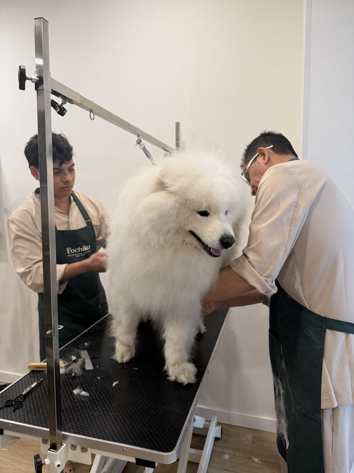 Equipo de Fochiko peluqueando a un samoyedo